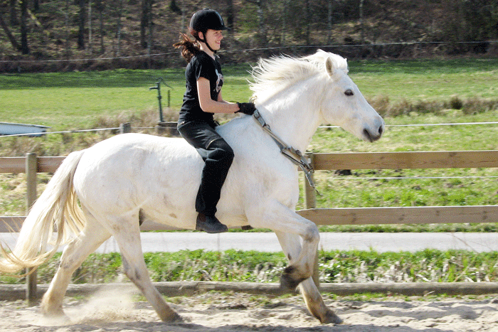 photo galopp.gif