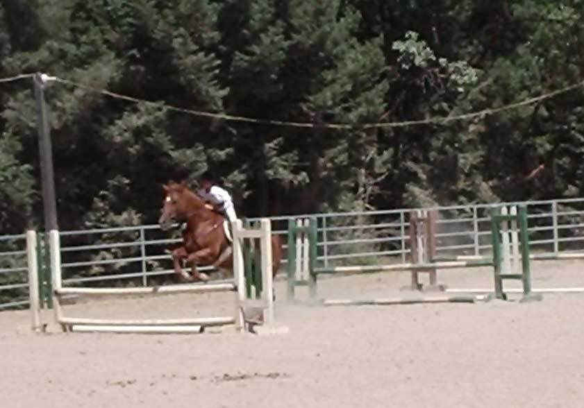 horses jumping high jumps. horses jumping small jumps