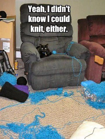 prayer success CAT KNITTING
