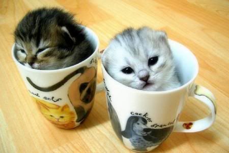 funny kittens. funny-kittens.jpg CUP OF KITTY