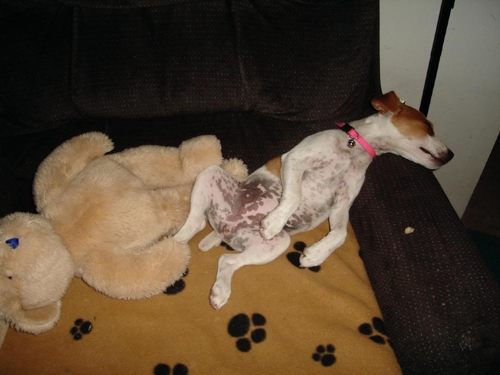 poopedpuppy.jpg Pooped Puppy image by mmdono
