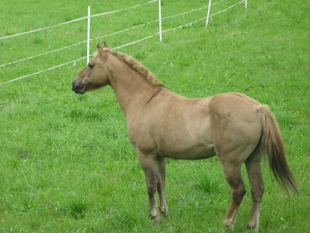 Nyahagen019.jpg