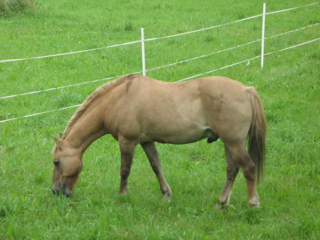 Nyahagen024.jpg