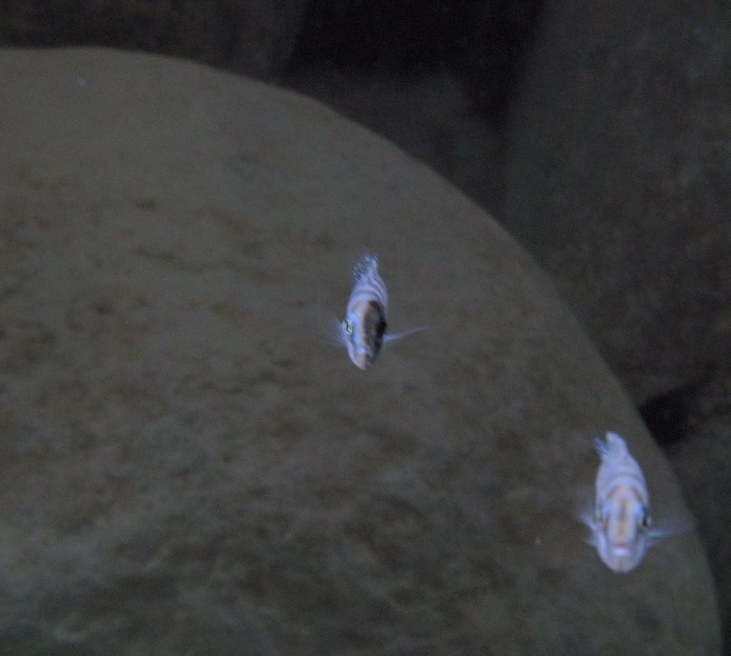 head turning black on one side Cichlid Fish Forum