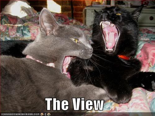 lolcats-funny-pictures-tv-show-the-.jpg