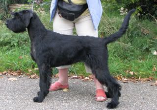 tanglewood giant schnauzers