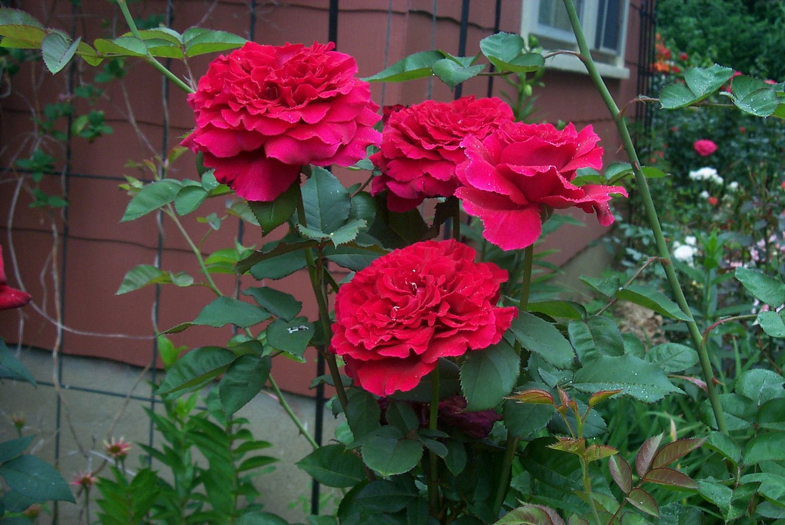 Roses still going strong 8 pics