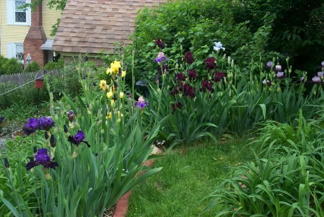 Rio Rojo Clump and Iris Row