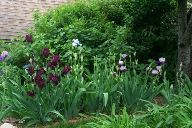 Lupines and Iris on a rainey day.