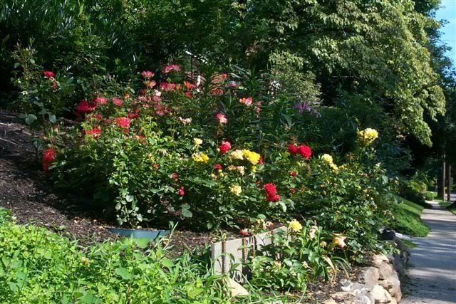 Front Yard Rose Garden
