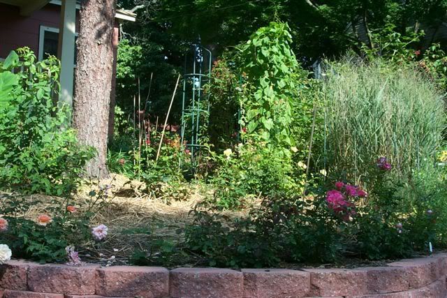 Front Yard Rose Garden