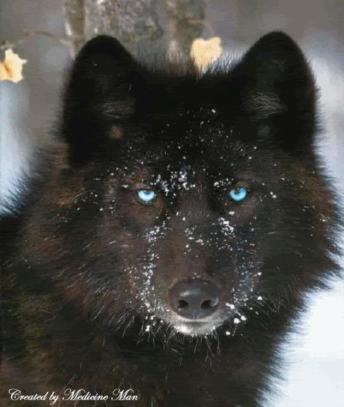 th_Black-Wolf-Snow.gif