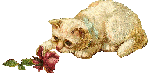 Kitten & Rose