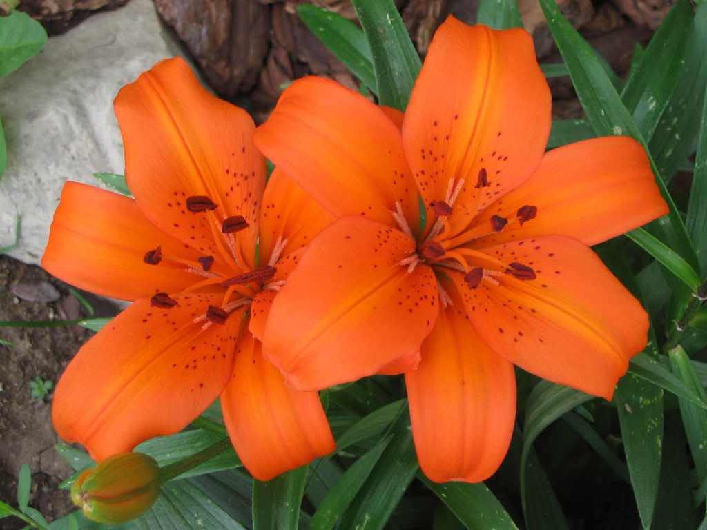 Orange Lilies Pictures, Images and Photos