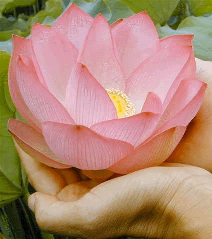 Lotus Flower Pictures, Images and Photos