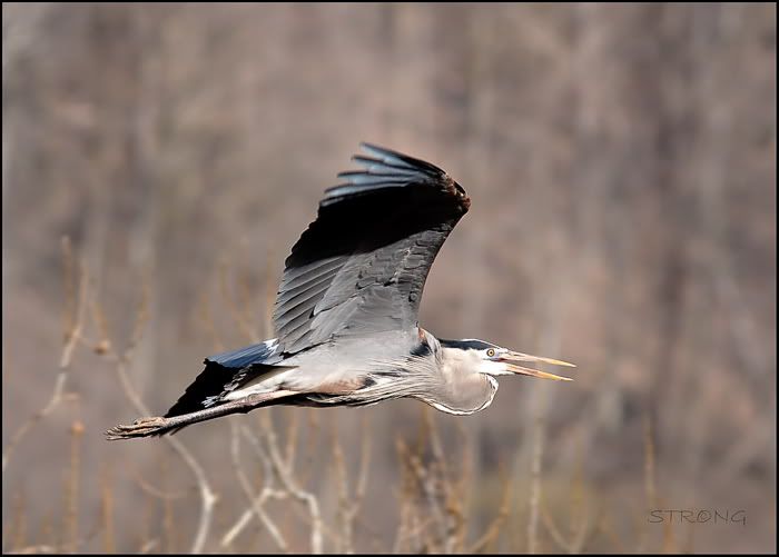Blue Herons in Flight