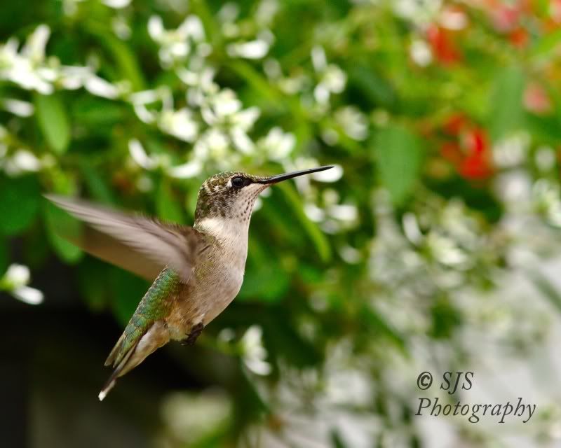 A collection of hummingbirds.