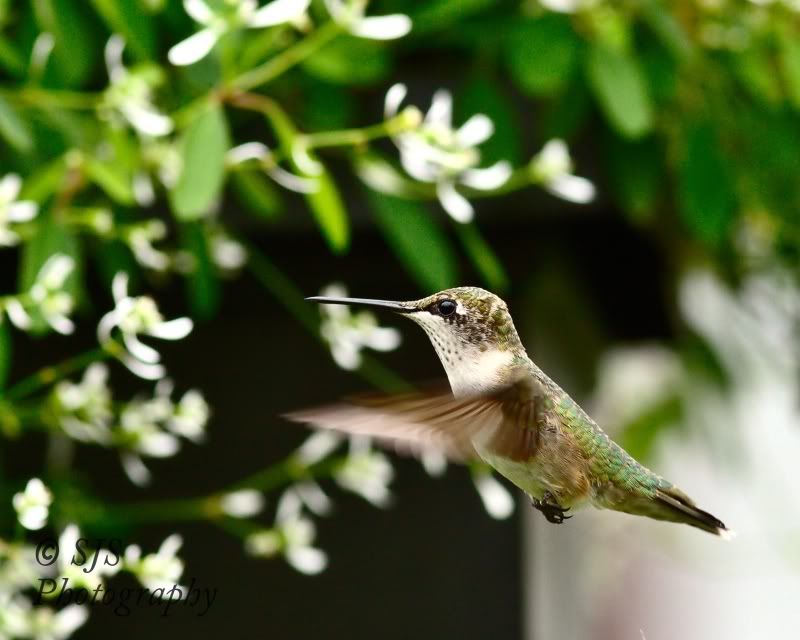 A collection of hummingbirds.