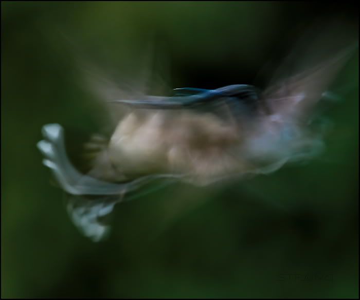 Hummingbird Abstract