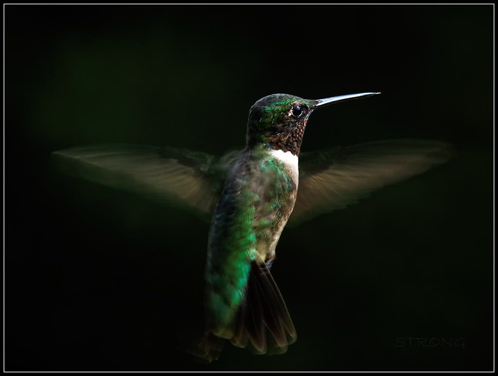 Essence of a hummingbird