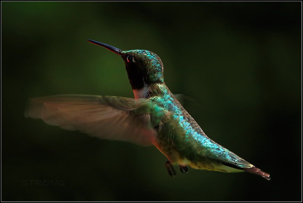 Essence of a hummingbird