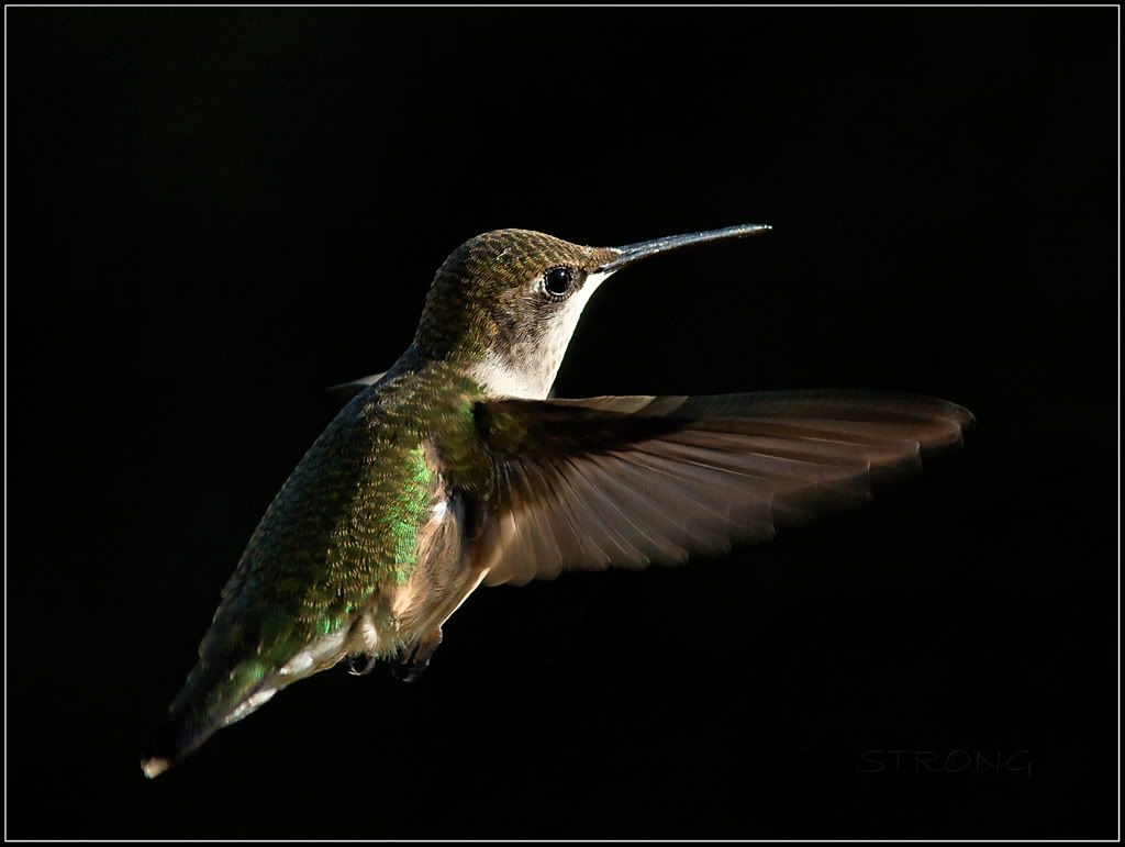 Hummingbird grand finale