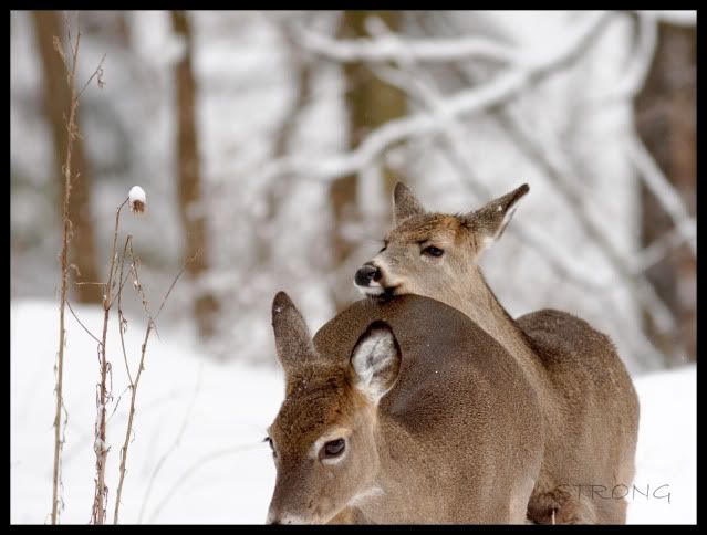 Another set of whitetail pics