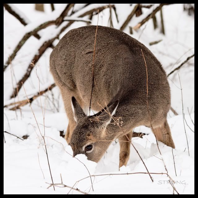 Another set of whitetail pics