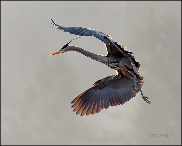 Blue Herons in Flight (round 2)