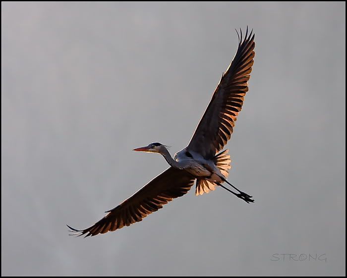 Blue Herons in Flight (round 2)