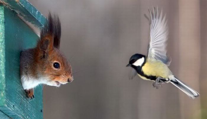 PAJARITO