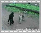 dog vs monkey