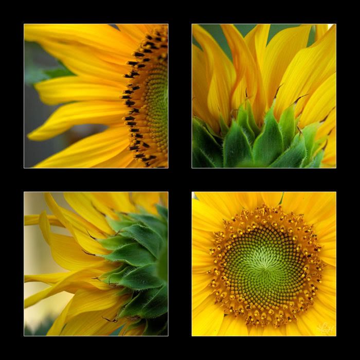 20060815091930_sunflowers.jpg sunflowers image by avoidthisscenery52
