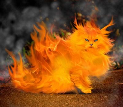 image: Catfire