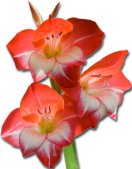 lilies.png picture by MistikZingara