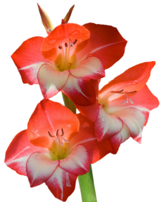 liliesbig.png picture by MistikZingara