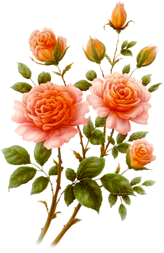 Peachroses.png picture by MistikZingara