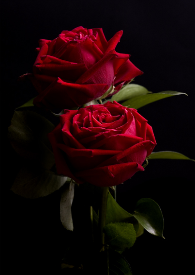 2rosasrojas.png picture by MistikZingara