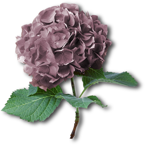 Hortensia.png picture by MistikZingara