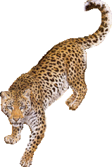 Leopard.gif picture by MistikZingara