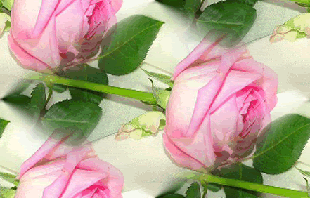 pinkrose1.gif picture by MistikZingara