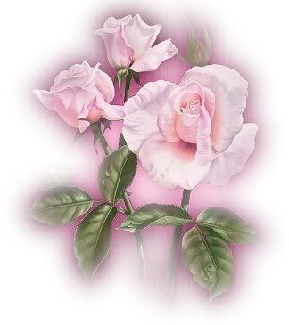 pinkroses.jpg picture by MistikZingara