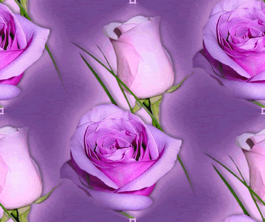 rosaslilas1.gif picture by MistikZingara