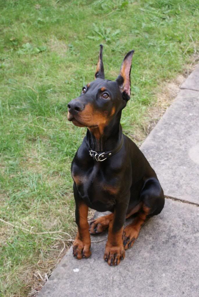 Royal canin best sale doberman junior