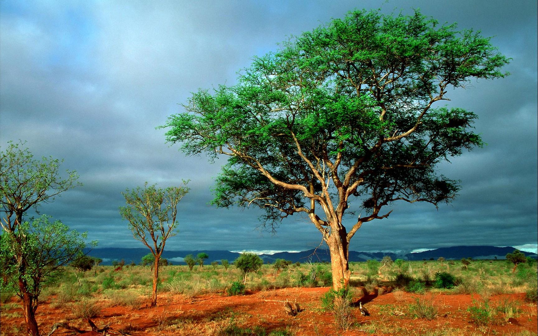 http://i194.photobucket.com/albums/z213/dcl03/HD_Scene/Trees.jpg