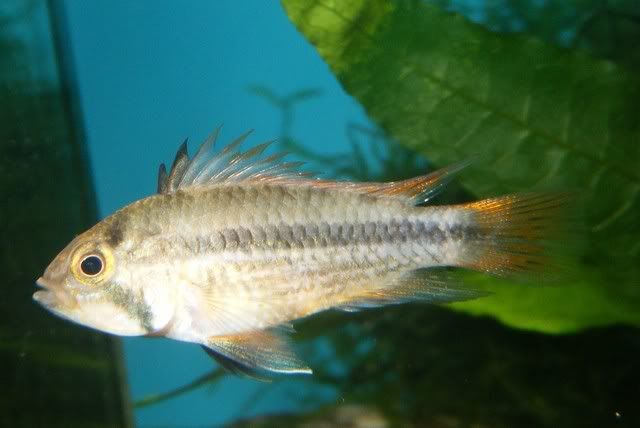 CacatuoidesFemale.jpg