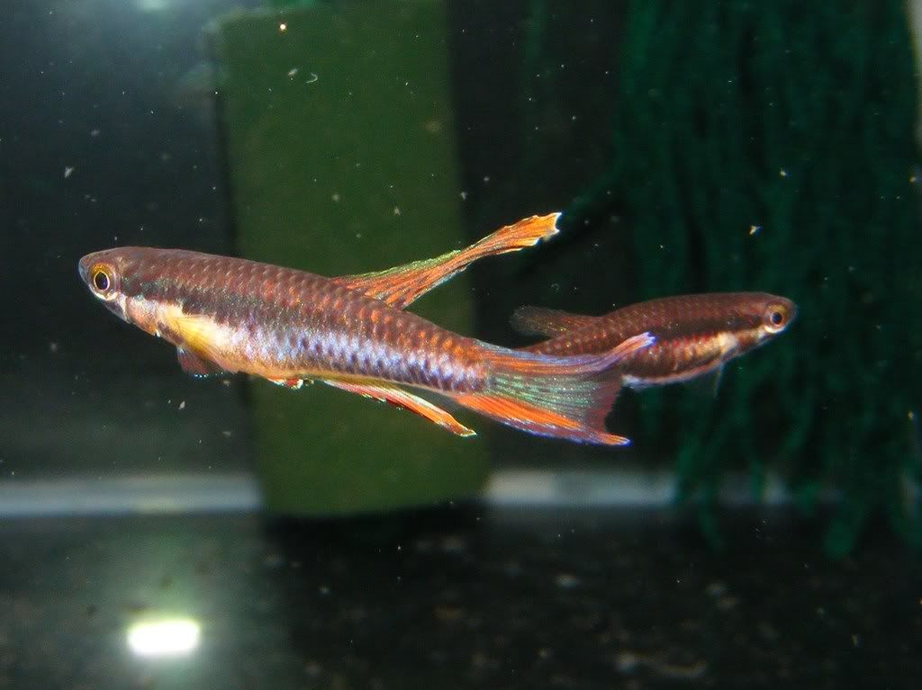 goldfish eggs how long to hatch. Expect half to hatch,