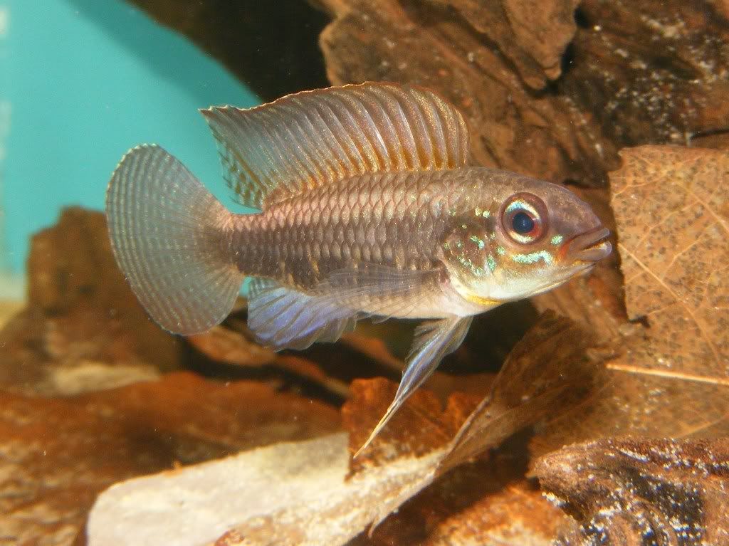 DSCF1184.jpg