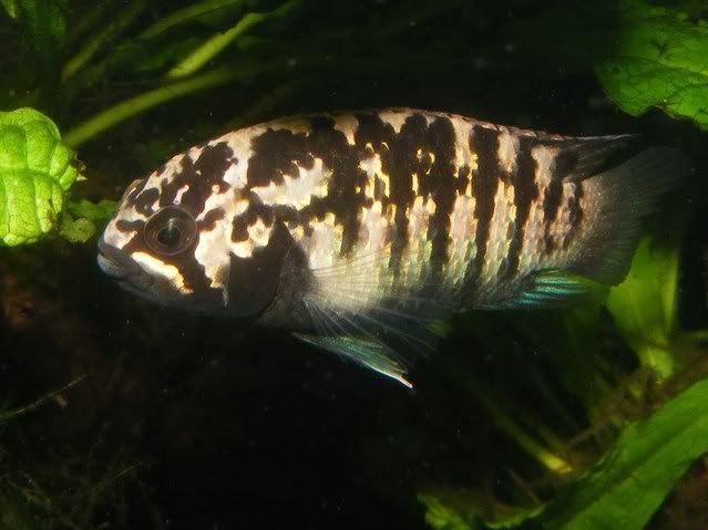 DSCF3511.jpg