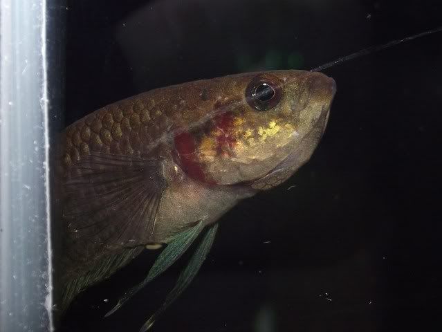 DSCF4580.jpg